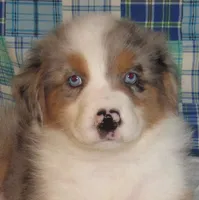 Yarra  AKC BMM, a male Australian Shepherd for sale in Lynchburg, VA – 9 of 10