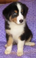 Mystic BTM AKC, a male Australian Shepherd for sale in Lynchburg, VA – 7 of 10