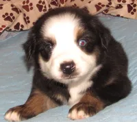 Animal  BTM NBT, a male Australian Shepherd for sale in Lynchburg, VA – 4 of 10
