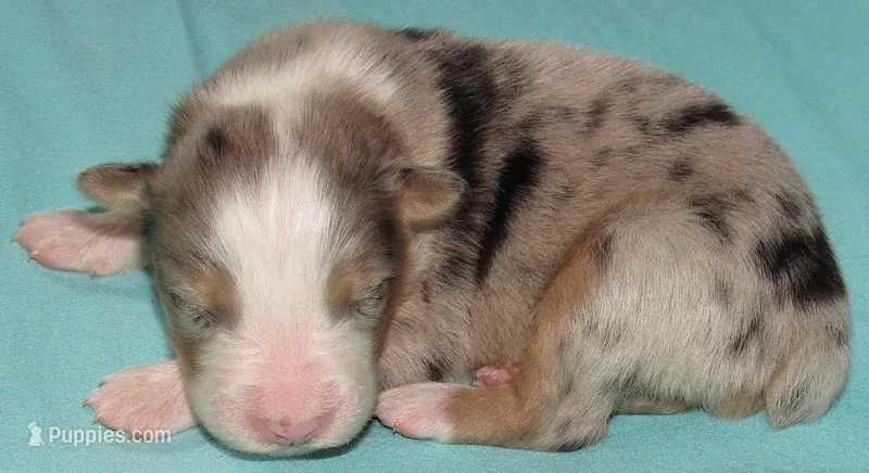 Finn BMM No Dock NBT AKC – Australian Shepherd puppy for sale in Lynchburg, VA