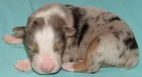 Finn BMM No Dock NBT AKC, a male Australian Shepherd for sale in Lynchburg, VA – 1 of 10