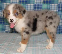 Yarra  AKC BMM, a male Australian Shepherd for sale in Lynchburg, VA – 5 of 10