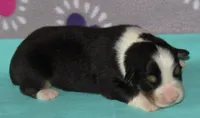 Mystic BTM AKC, a male Australian Shepherd for sale in Lynchburg, VA – 2 of 10