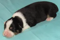 Mystic BTM AKC, a male Australian Shepherd for sale in Lynchburg, VA – 3 of 10