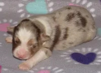 Poppy RMF NO Dock Tail NBT, a female Australian Shepherd for sale in Lynchburg, VA – 2 of 9