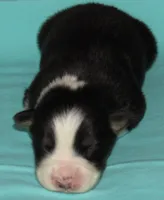 Gus BTM NO Dock NBT AKC, a male Australian Shepherd for sale in Lynchburg, VA – 2 of 9