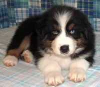 Gus BTM NO Dock NBT AKC, a male Australian Shepherd for sale in Lynchburg, VA – 2 of 10