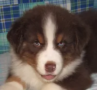 Bentley NBT AKC Purebred, a male Australian Shepherd for sale in Lynchburg, VA – 4 of 10