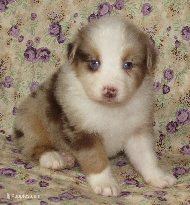 KoKo RMF AKC – Australian Shepherd puppy for sale in Lynchburg, VA