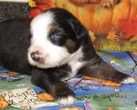 Animal, a male Australian Shepherd for sale in Lynchburg, VA – 9 of 10