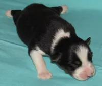 Gus BTM NO Dock NBT AKC, a male Australian Shepherd for sale in Lynchburg, VA – 5 of 9