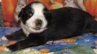 Mirri, a female Australian Shepherd for sale in Lynchburg, VA – 3 of 10