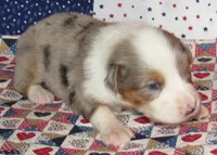 Yarra  AKC BMM, a male Australian Shepherd for sale in Lynchburg, VA – 1 of 10