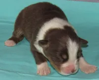 Bentley NBT AKC Purebred, a male Australian Shepherd for sale in Lynchburg, VA – 7 of 8