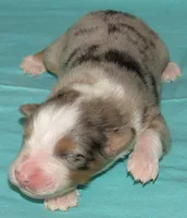 Finn BMM No Dock NBT AKC, a male Australian Shepherd for sale in Lynchburg, VA – 6 of 10