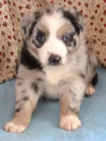 Briar  AKC BMF, a female Australian Shepherd for sale in Lynchburg, VA – 9 of 10