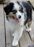 Emmett BMM AKC Purebred REDUCED!, a male Australian Shepherd for sale in Lynchburg, VA – 5 of 10