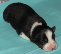 Gus BTM NO Dock NBT AKC, a male Australian Shepherd for sale in Lynchburg, VA – 9 of 9