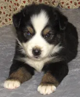 Zinnea BTF AKC, a female Australian Shepherd for sale in Lynchburg, VA – 2 of 10