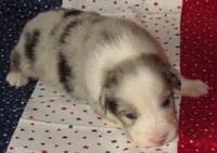 Stella BMF NO Dock NBT AKC, a female Australian Shepherd for sale in Lynchburg, VA – 5 of 9