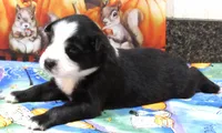Mirri, a female Australian Shepherd for sale in Lynchburg, VA – 5 of 10