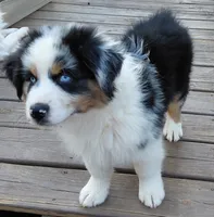 Emmett BMM AKC Purebred REDUCED!, a male Australian Shepherd for sale in Lynchburg, VA – 10 of 10