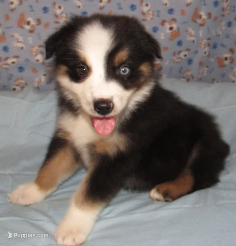 Odin REDUCED AKC BTM  NBT – Australian Shepherd puppy for sale in Lynchburg, VA