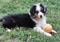 Emmett BMM AKC Purebred REDUCED!, a male Australian Shepherd for sale in Lynchburg, VA – 1 of 10