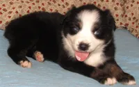 Mirri AKC  BTF, a female Australian Shepherd for sale in Lynchburg, VA – 4 of 10
