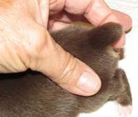 Millee RTF NO Dock NBT AKC, a female Australian Shepherd for sale in Lynchburg, VA – 8 of 10