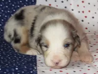 Stella BMF NO Dock NBT AKC, a female Australian Shepherd for sale in Lynchburg, VA – 7 of 9