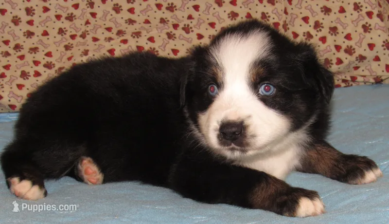 Mirri – Australian Shepherd puppy for sale in Lynchburg, VA