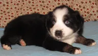 Mirri AKC  BTF, a female Australian Shepherd for sale in Lynchburg, VA – 1 of 10