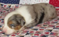 Yarra  AKC BMM, a male Australian Shepherd for sale in Lynchburg, VA – 2 of 10