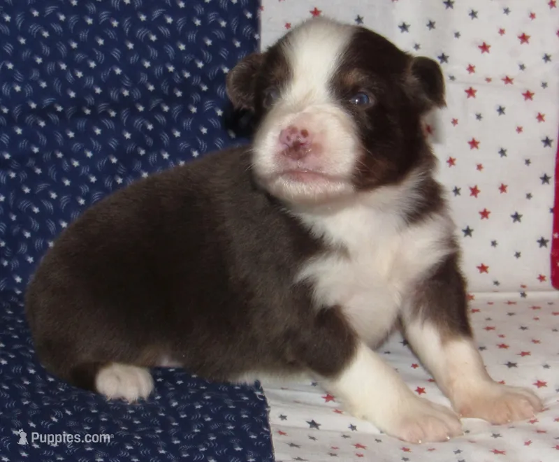 Millee RTF NO Dock NBT AKC – Australian Shepherd puppy for sale in Lynchburg, VA
