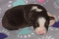 Millee RTF NO Dock NBT AKC, a female Australian Shepherd for sale in Lynchburg, VA – 5 of 10