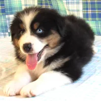 Gus BTM NO Dock NBT AKC, a male Australian Shepherd for sale in Lynchburg, VA – 3 of 10