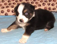 Odin AKC  NBT, a male Australian Shepherd for sale in Lynchburg, VA – 10 of 10