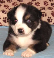 Odin AKC  NBT, a male Australian Shepherd for sale in Lynchburg, VA – 7 of 10