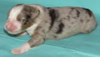 Finn BMM No Dock NBT AKC, a male Australian Shepherd for sale in Lynchburg, VA – 10 of 10