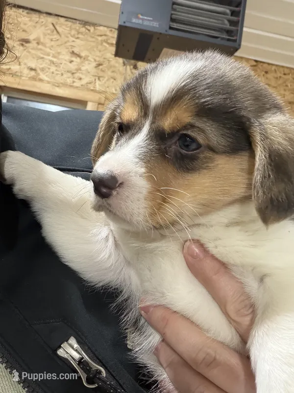 Mac – Pembroke Welsh Corgi puppy for sale in Oakes, ND