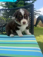 Chester, a male Australian Shepherd for sale in La Habra, CA – 3 of 7