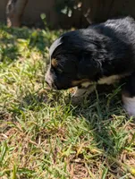 Blixy, a male Australian Shepherd for sale in La Habra, CA – 5 of 7