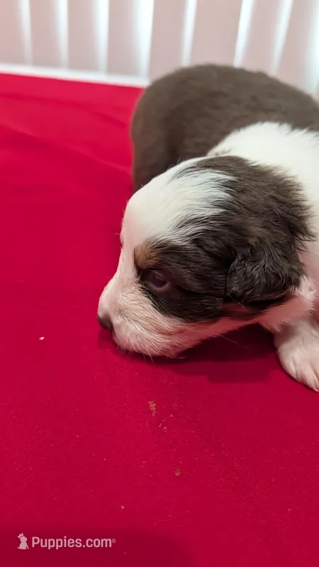 Marley – Australian Shepherd puppy for sale in La Habra, CA