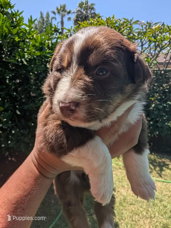 Francesca  – Australian Shepherd puppy for sale in La Habra, CA