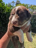 Francesca , a female Australian Shepherd for sale in La Habra, CA – 1 of 2