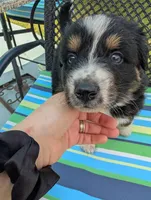 Blixy, a male Australian Shepherd for sale in La Habra, CA – 2 of 7