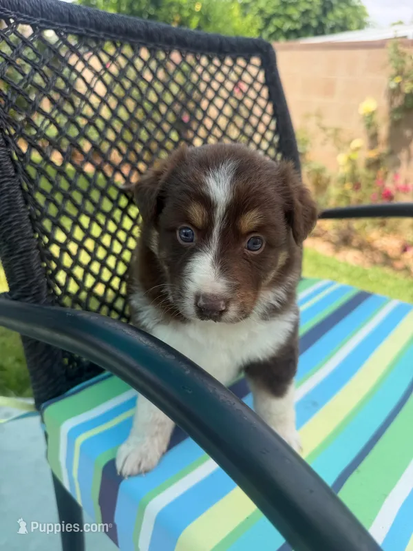 Francesca  – Australian Shepherd puppy for sale in La Habra, CA