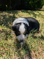 Iris, a female Australian Shepherd for sale in La Habra, CA – 2 of 3