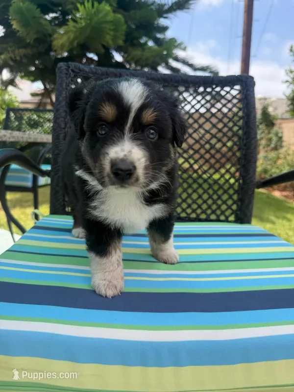 Blixy – Australian Shepherd puppy for sale in La Habra, CA